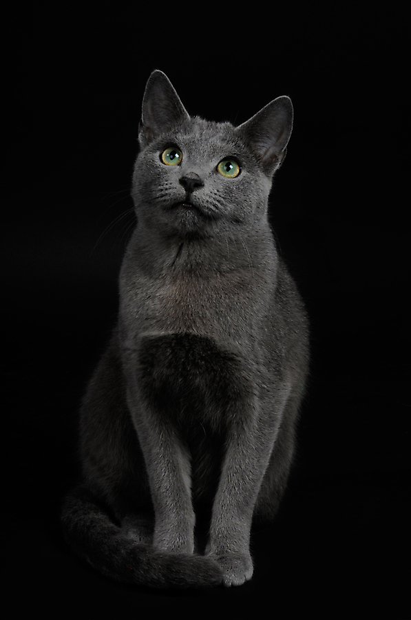 smokey web 20150212 2091986083