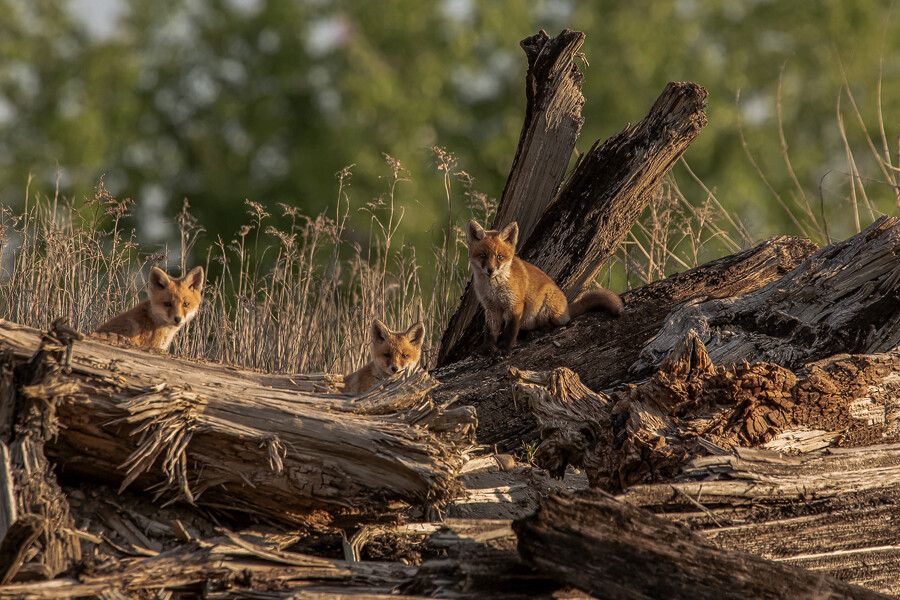 1platz fuechse am bau wolfgang leierer 20220105 1035168787