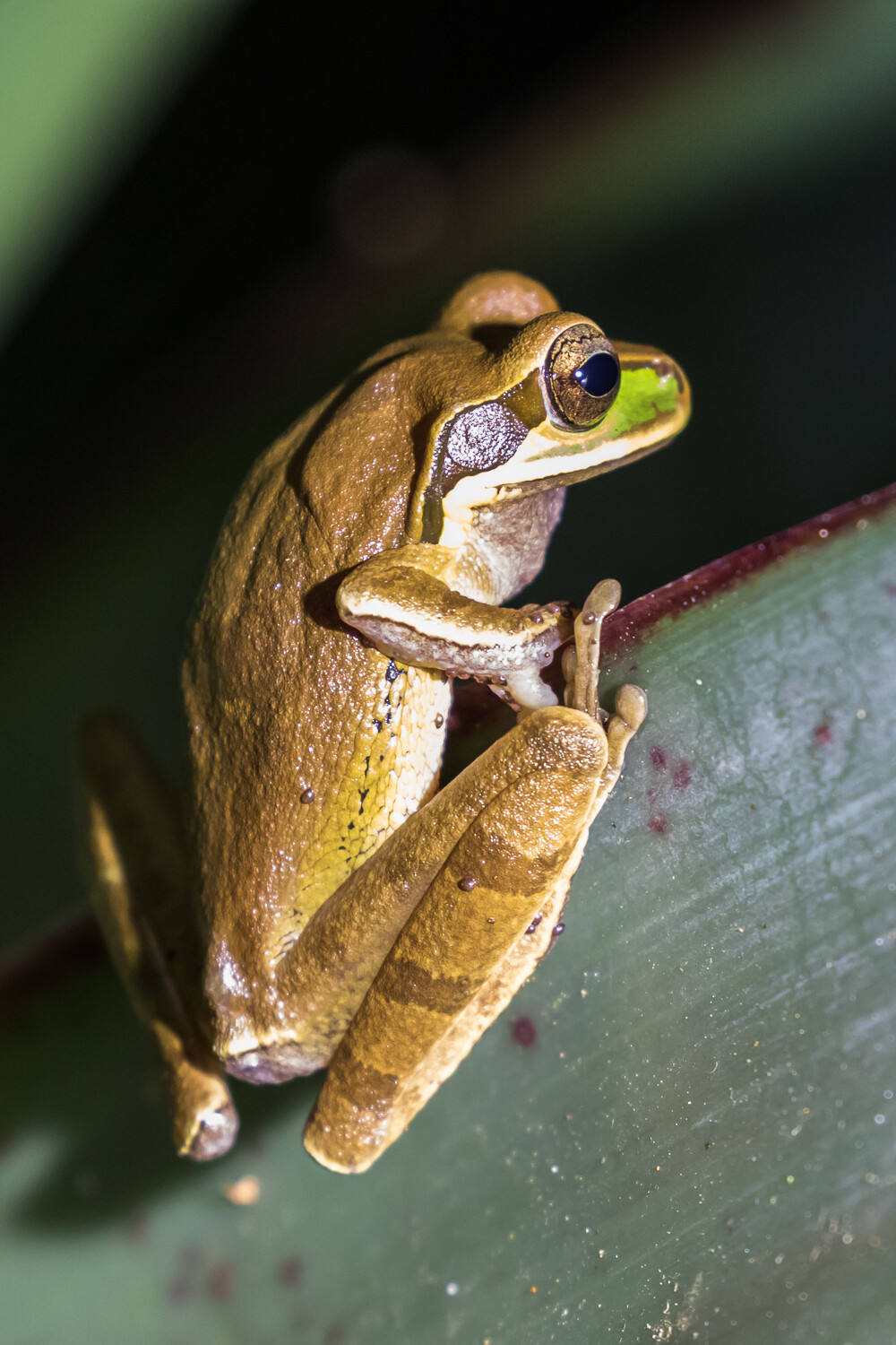 2platz frosch ralf wandke 20220105 1950182309