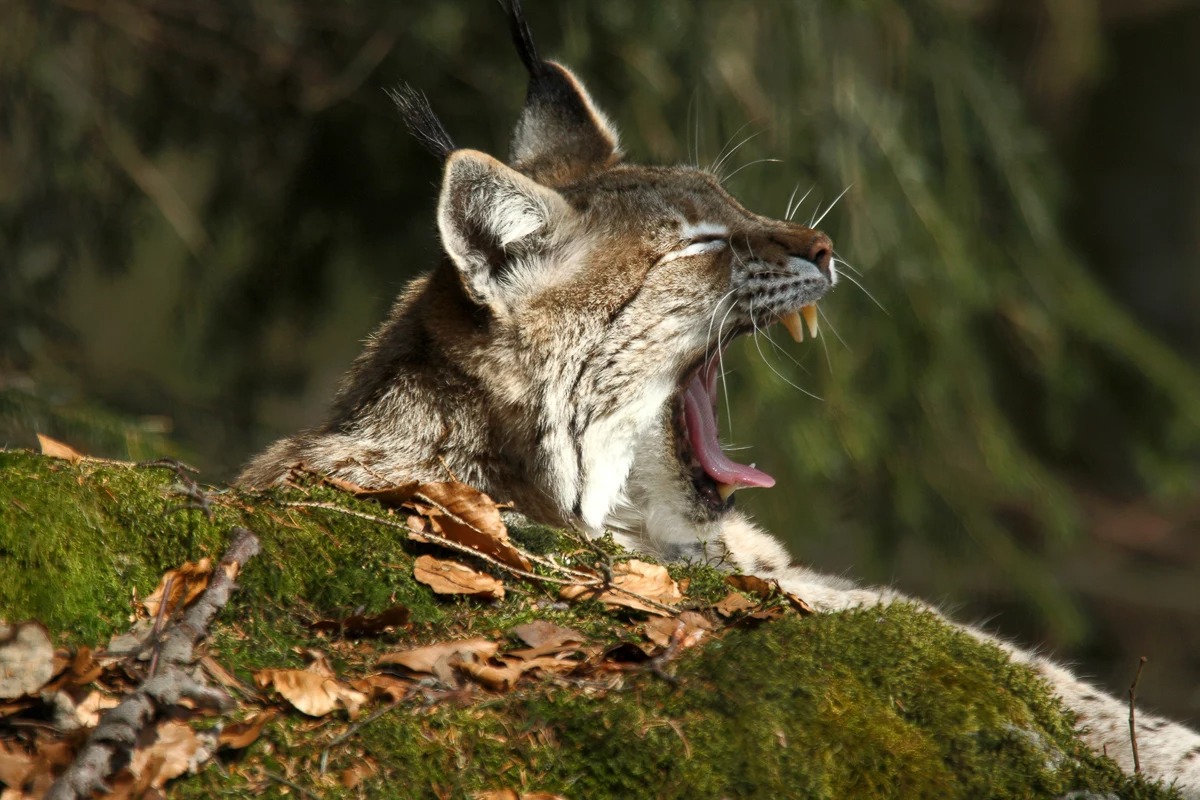 8platz luchs np bayrwald von wolfgang leierer 20230913 1330054390