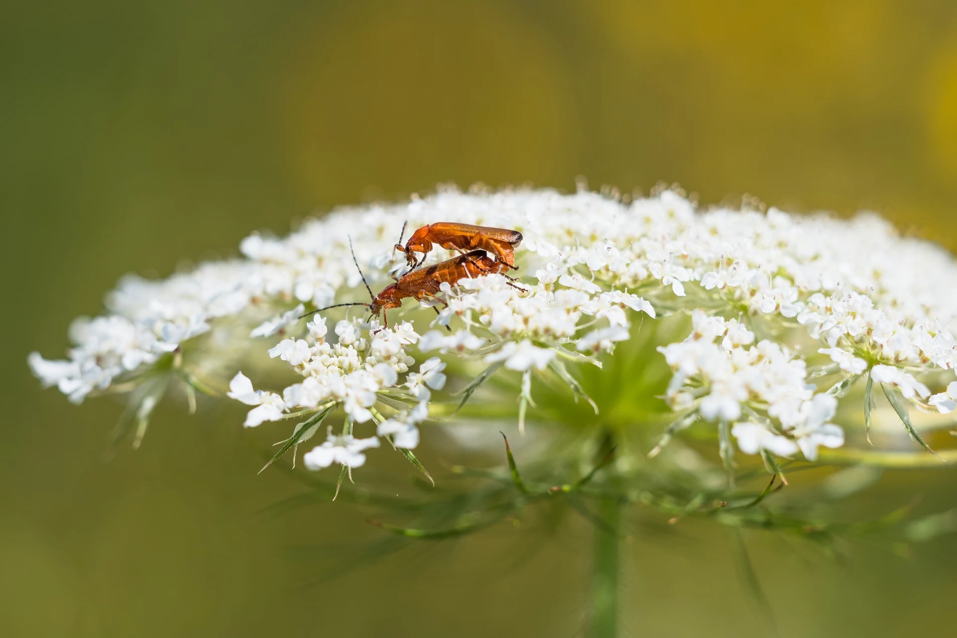 6platz insekten in love von ralf wandke 20230802 1704795319