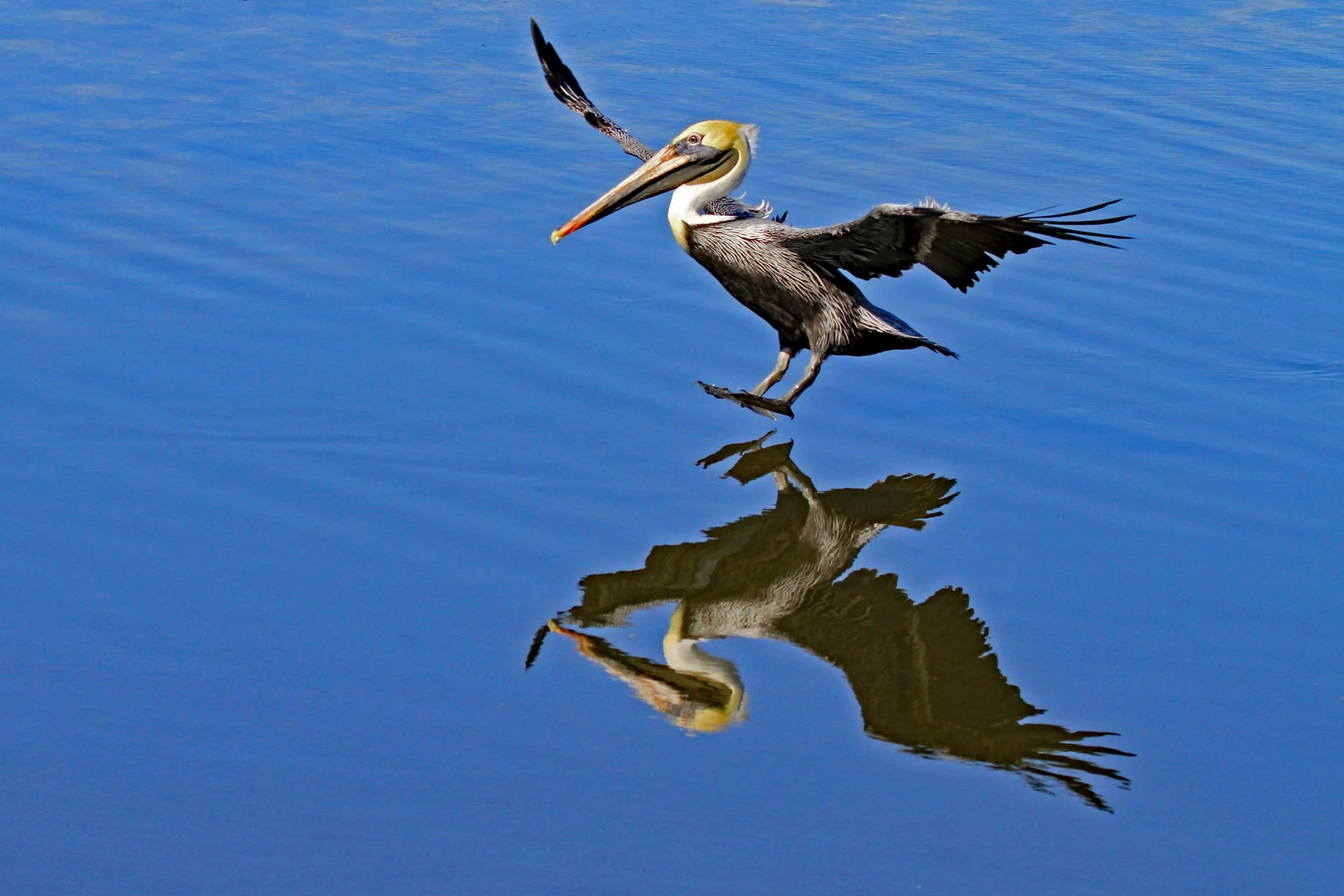 1platz pelikan von ingo rittscher 20230705 1702813318