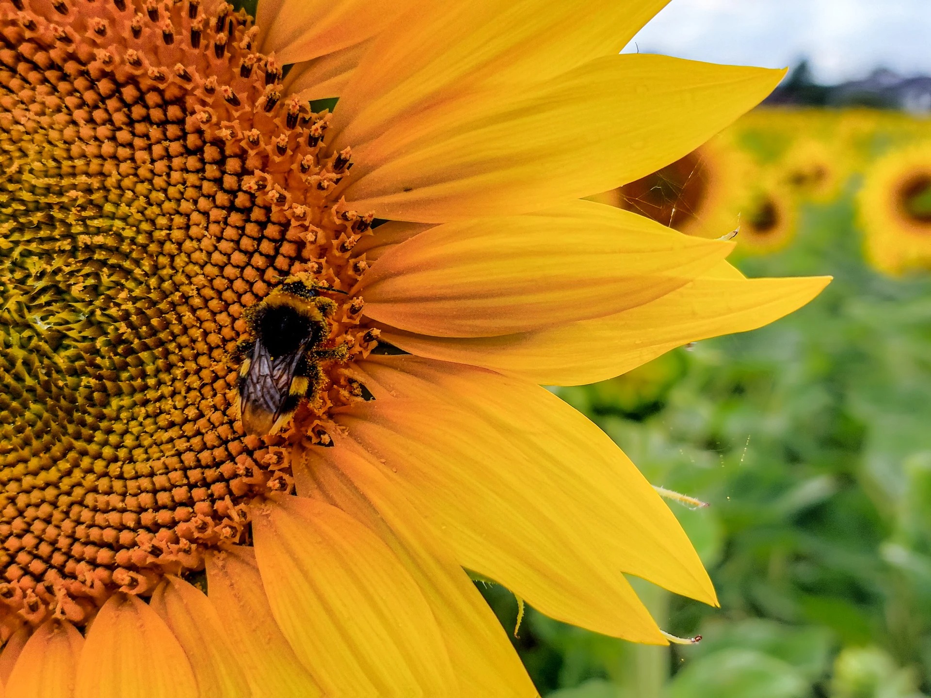 7platz sonnenblumenfeld von hermann weiss 20230607 1955690529