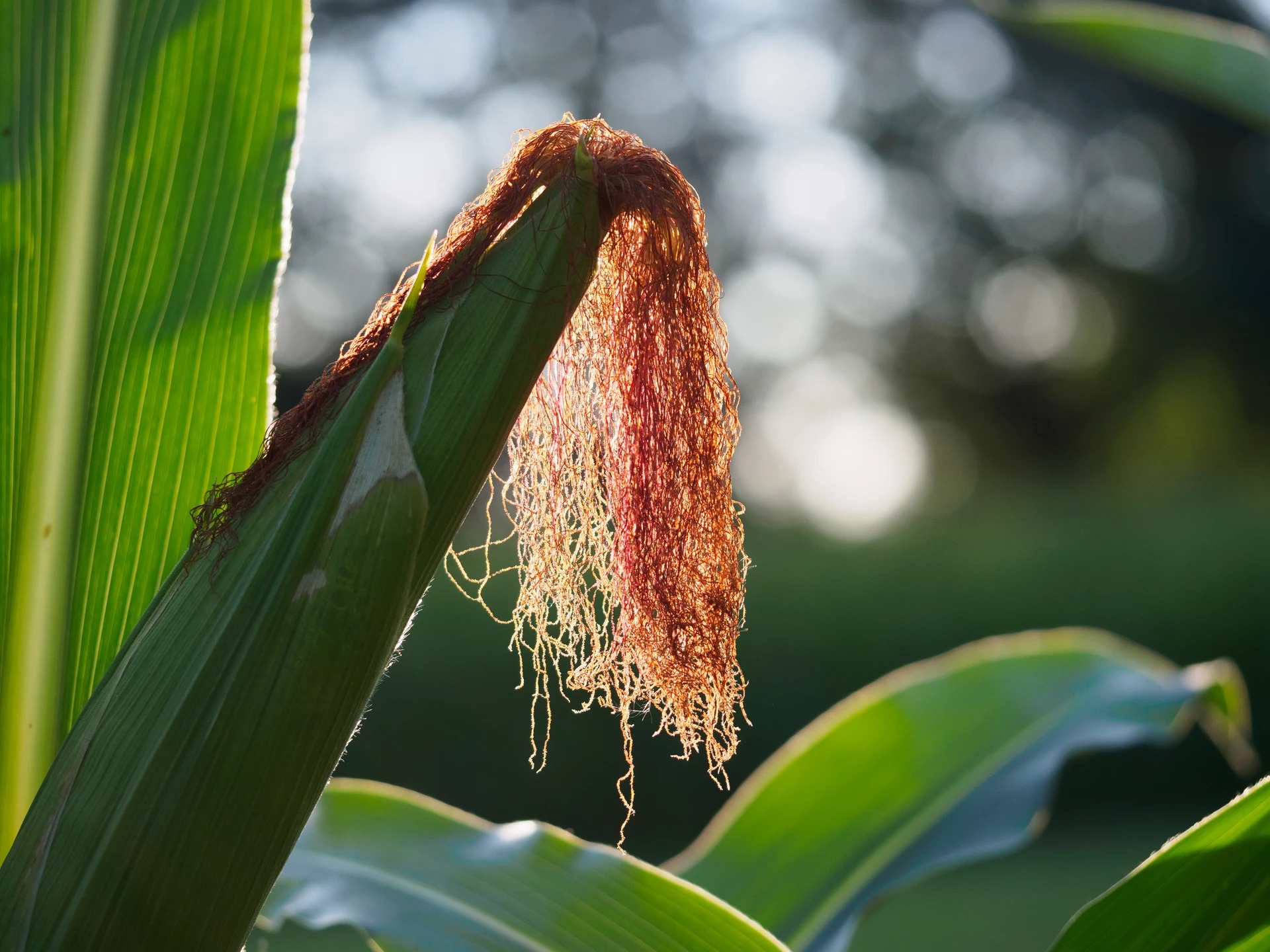 10platz mais von alfred heigl 20231108 1037426008