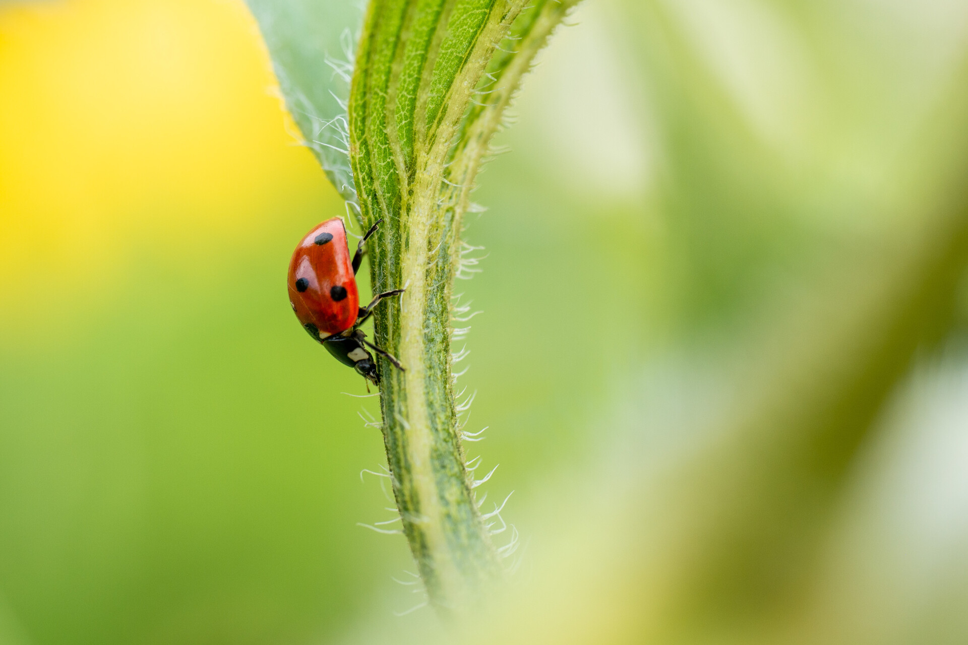 5platz roter gepunkteter spaziergaenger hermann weiss 20220831 1336899807