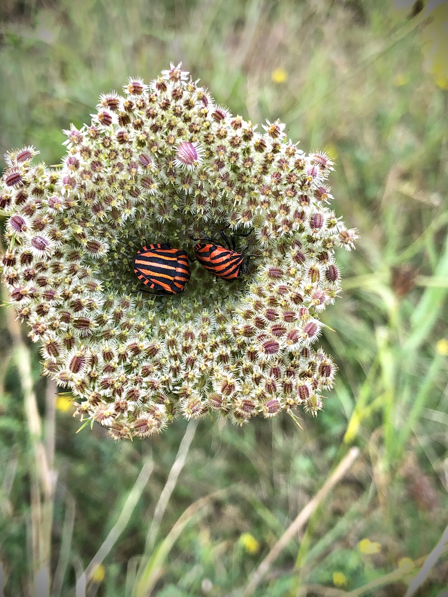 5platz schoen gemuetlich evi mayer 20220831 2023446808