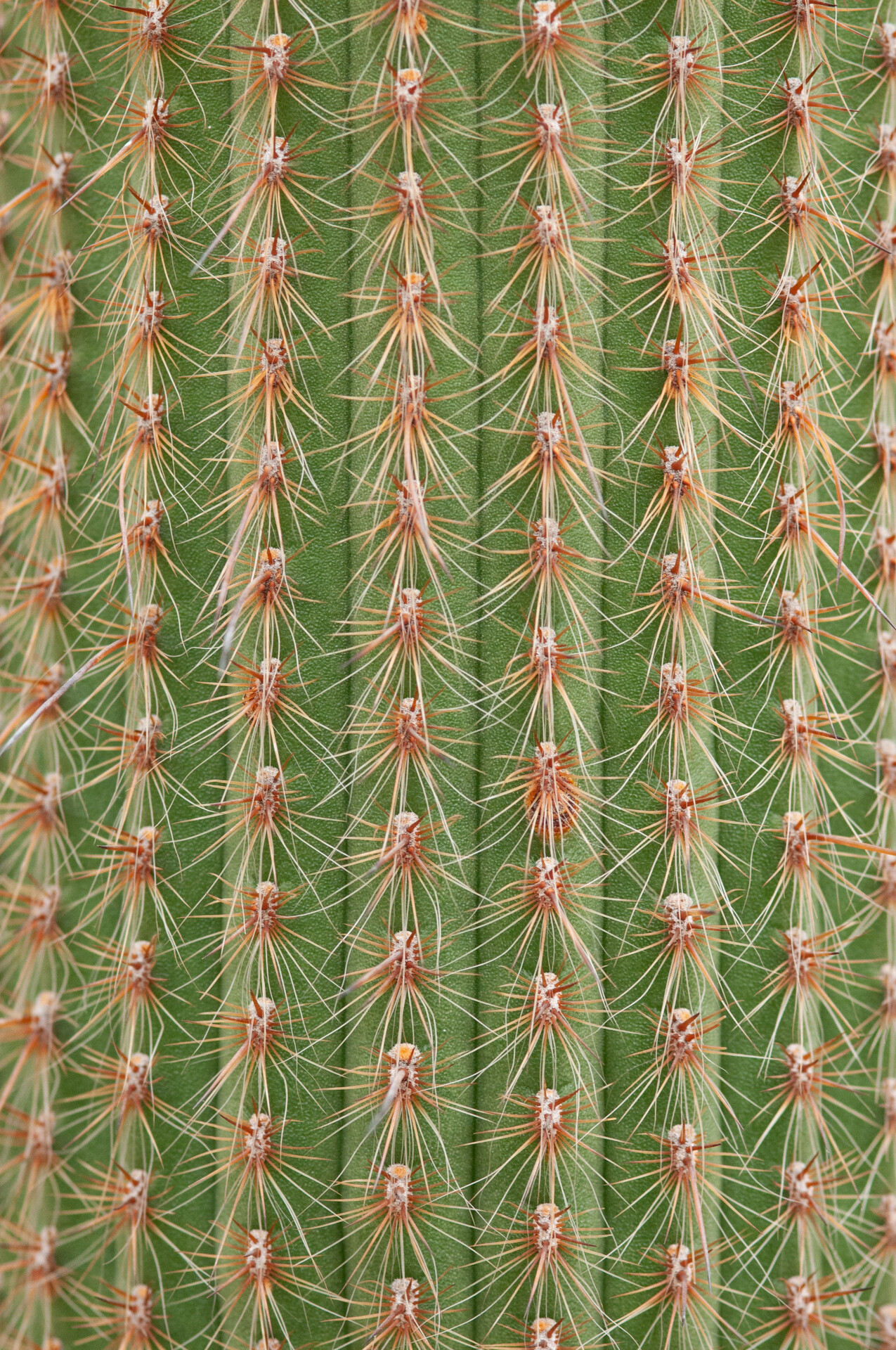 5platz stachelreihen rudi bock 20220831 1825636712