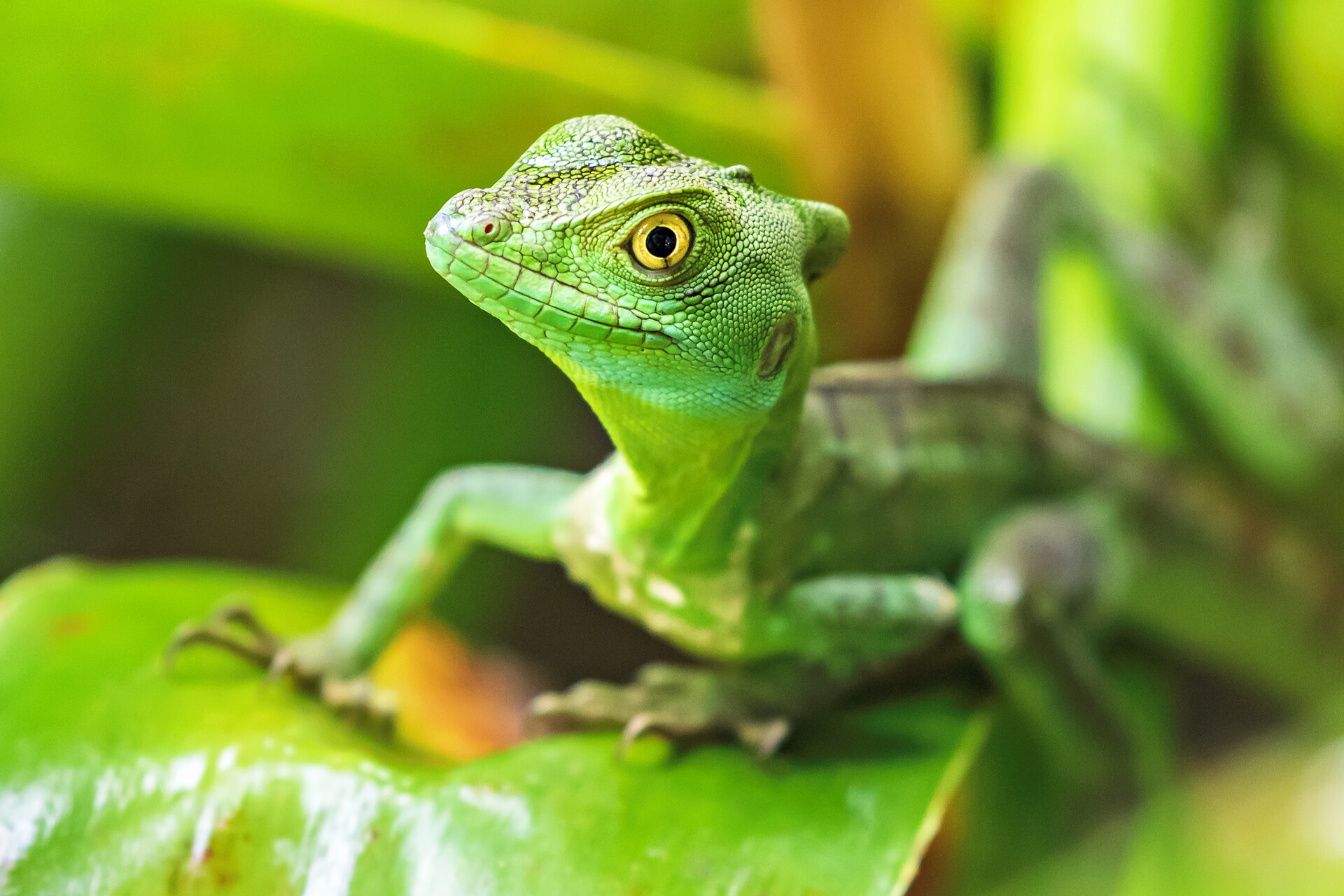 2platz basilisk von ralf wandke 20221207 1415316737