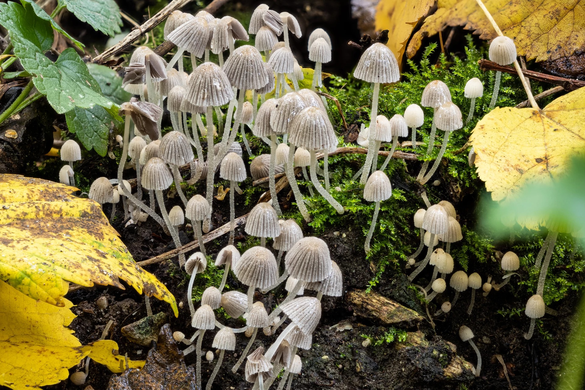 10platz pilzkolonie von hermann weiss 20240410 1482935629