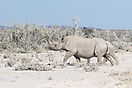 Nashorn