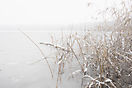 Nebel