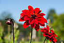 Gartenschau Wassertrüdingen 