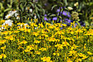 Gartenschau Wassertrüdingen 