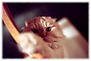 Katzen