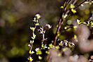 NAT_0178akl