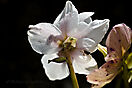 NAT_0228akl