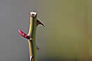 NAT_0257akl