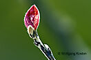 NAT_0276bkl