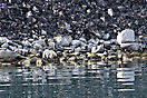 Eisbär am Magdalenen-Fjord