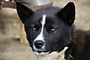 Blauäugiger Huski
