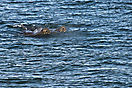 Walrößer in Palanderbukta