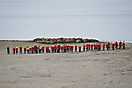 Walroßgruppe auf Torellneset