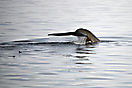 Walfisch in Palanderbukta