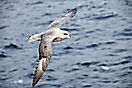 Eissturmvogel