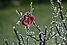 IND_5012akl